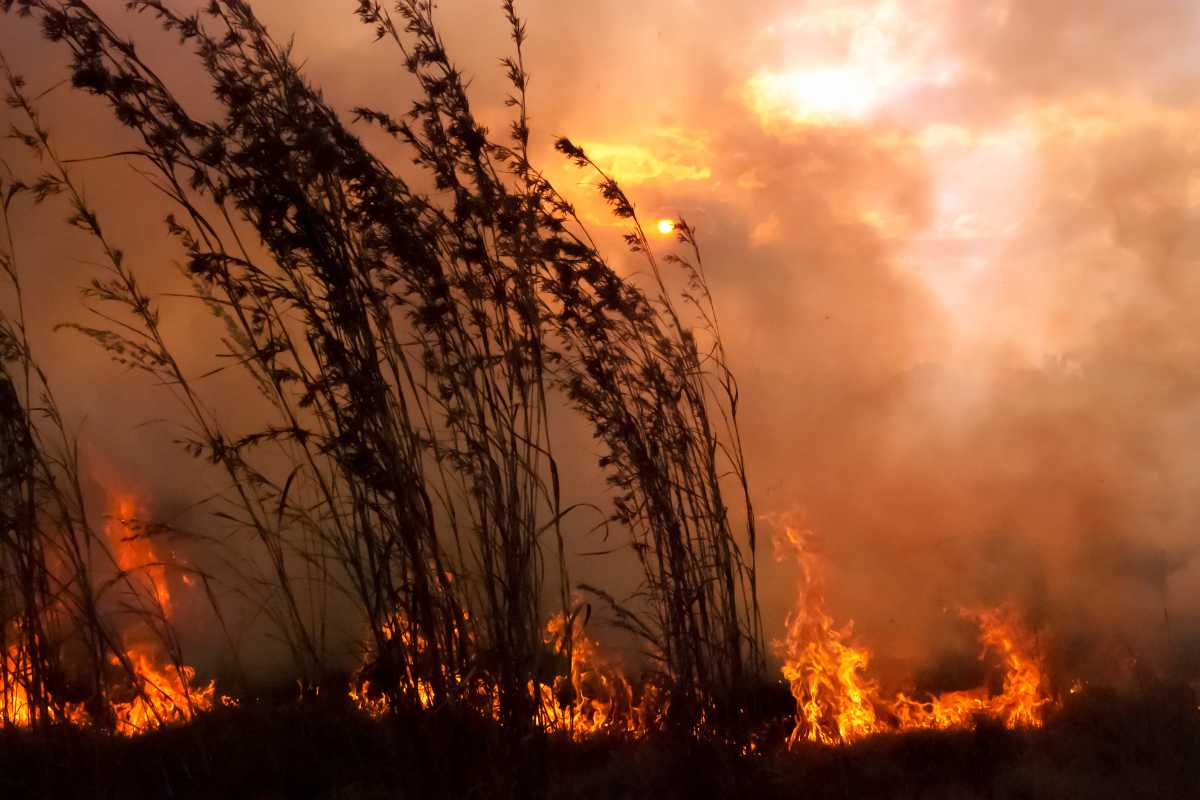 Bush Fire Sunset - What is Nosy™?