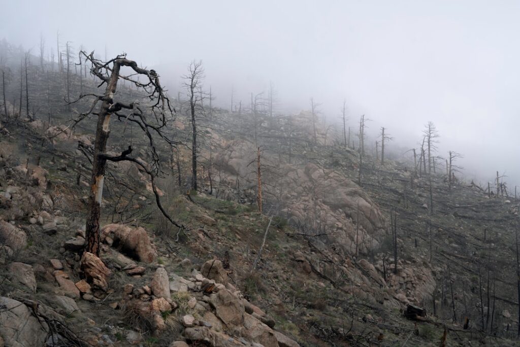 The Impact of Wildfires on Climate and Air Quality